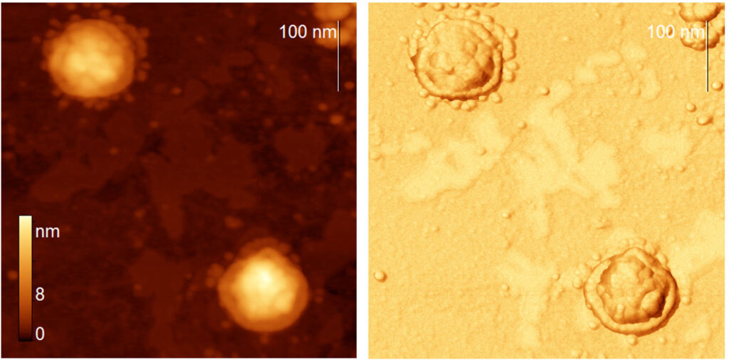 Из статьи 
https://analyticalsciencejournals.onlinelibrary.wiley.com/doi/full/10.1002/jemt.23931